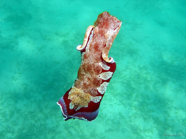 05- Le nudibranche deploie son manteau pour nager - Hexabranchus sanguineus - Ilot Maitre.JPG